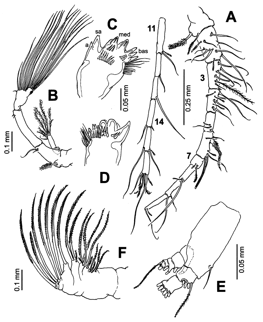 Species Pontellopsis lubbocki - Plate 7 of morphological figures