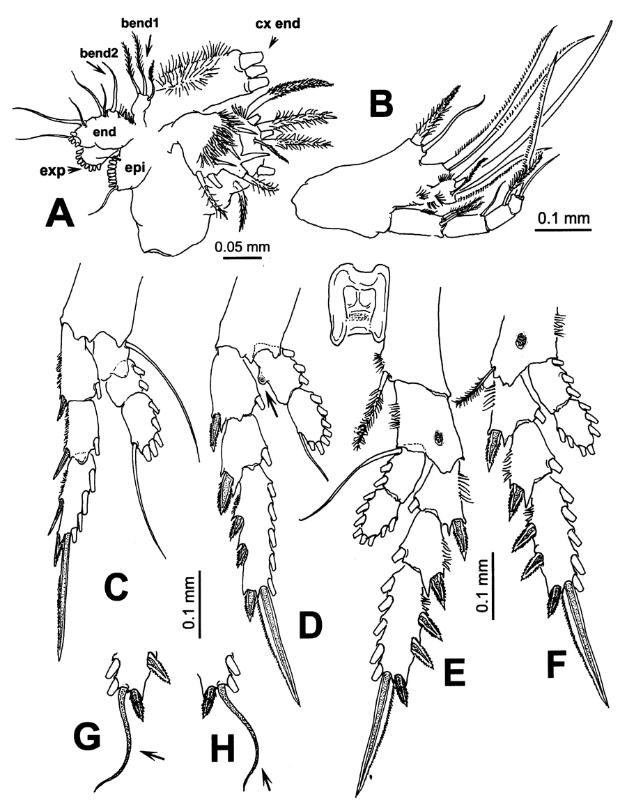 Species Pontellopsis lubbocki - Plate 8 of morphological figures