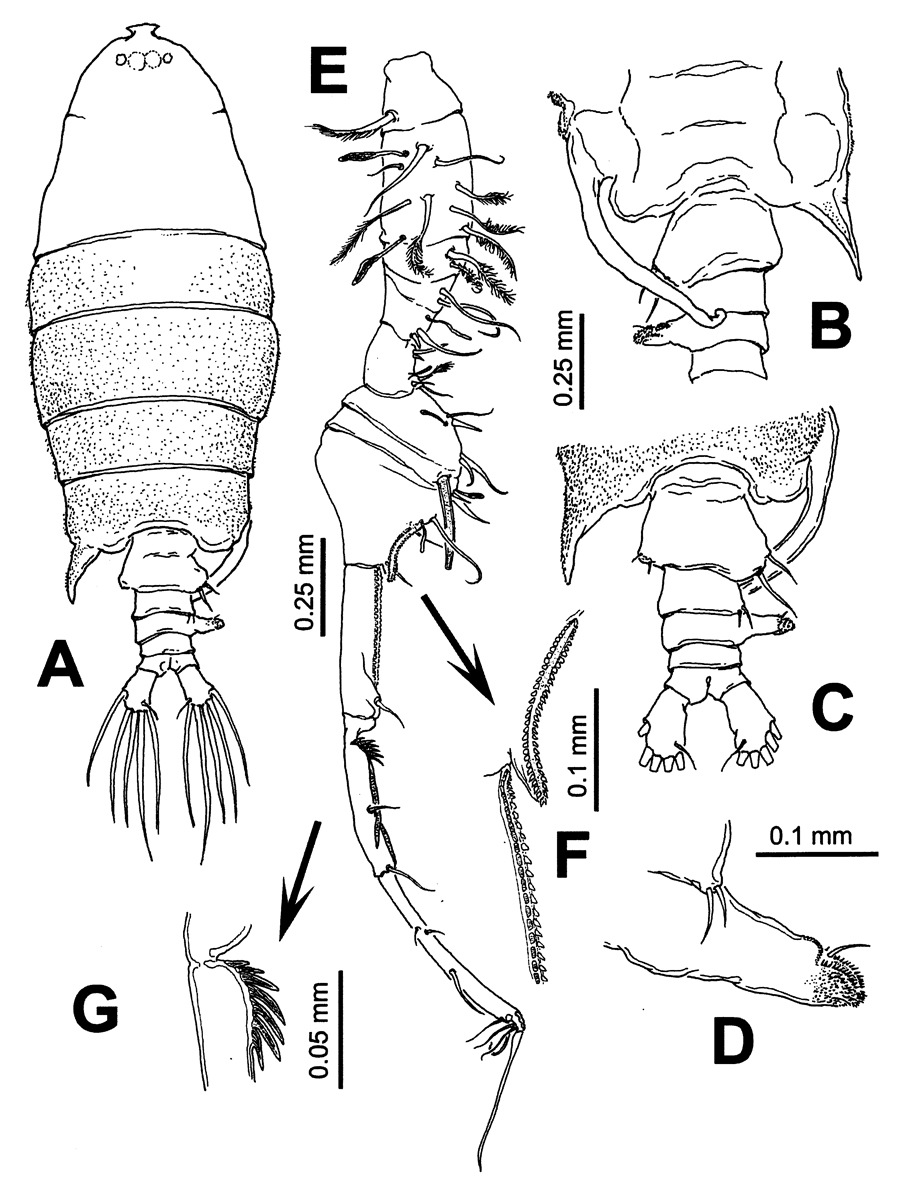 Espce Pontellopsis lubbocki - Planche 9 de figures morphologiques