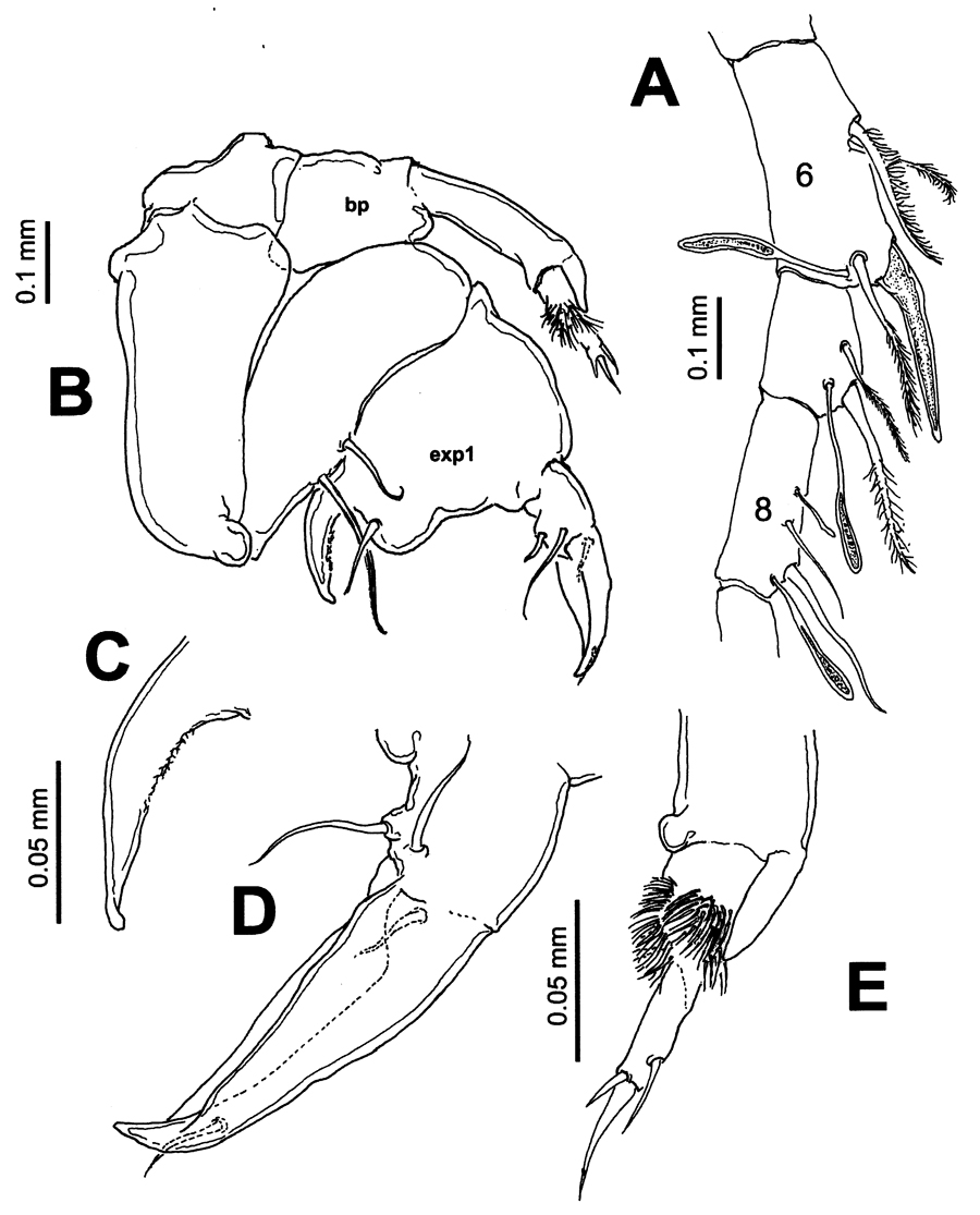 Espce Pontellopsis lubbocki - Planche 10 de figures morphologiques