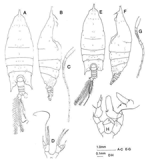 Species Arietellus sp. - Plate 1 of morphological figures