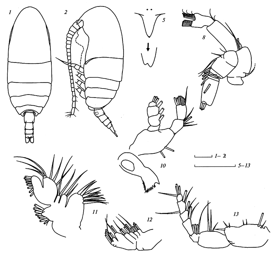Espce Teneriforma pakae - Planche 1 de figures morphologiques
