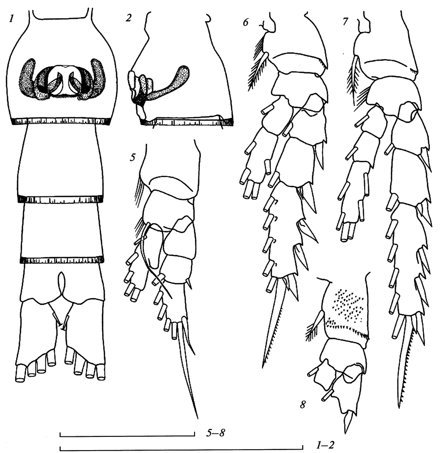 Espce Teneriforma pakae - Planche 2 de figures morphologiques