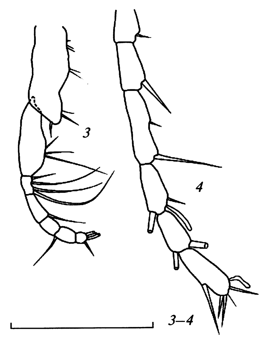 Espce Teneriforma pakae - Planche 4 de figures morphologiques