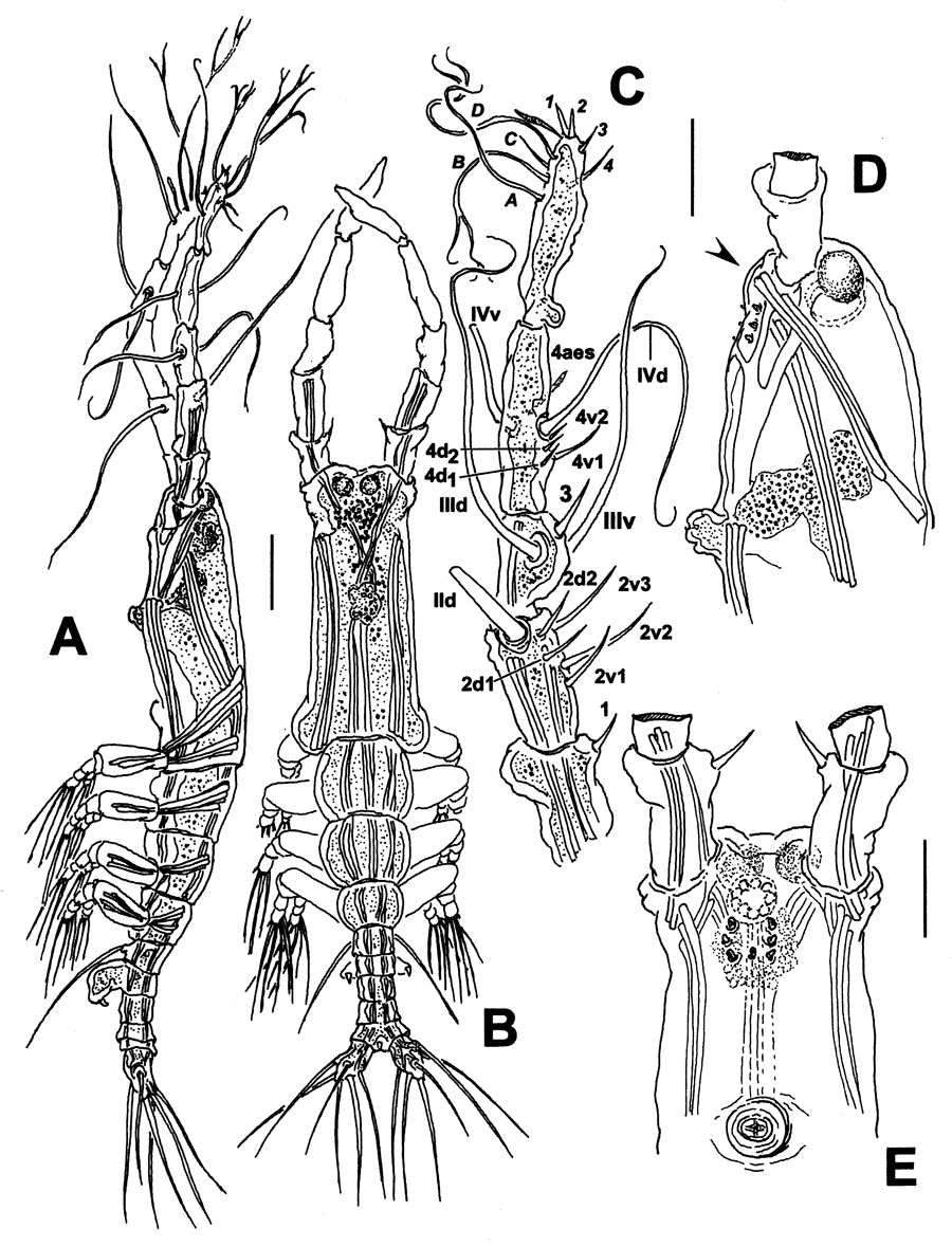 Espce Monstrilla grandis - Planche 19 de figures morphologiques