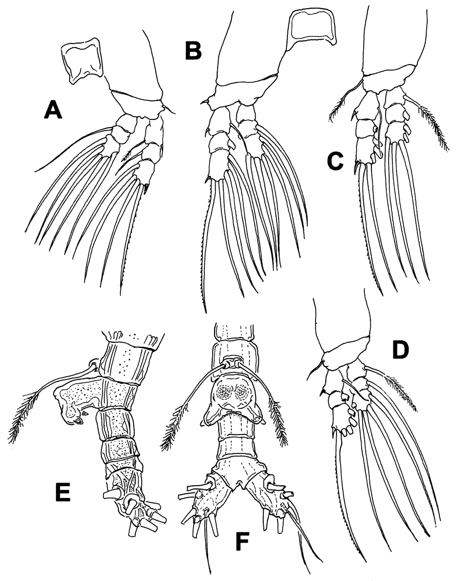 Species Monstrilla grandis - Plate 20 of morphological figures