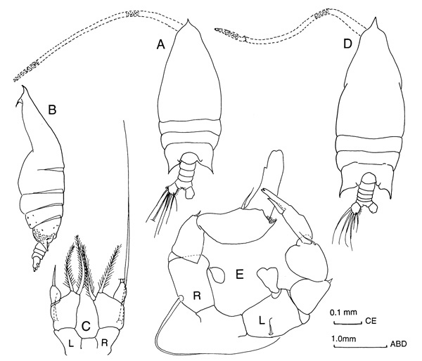 Espce Arietellus aculeatus - Planche 2 de figures morphologiques