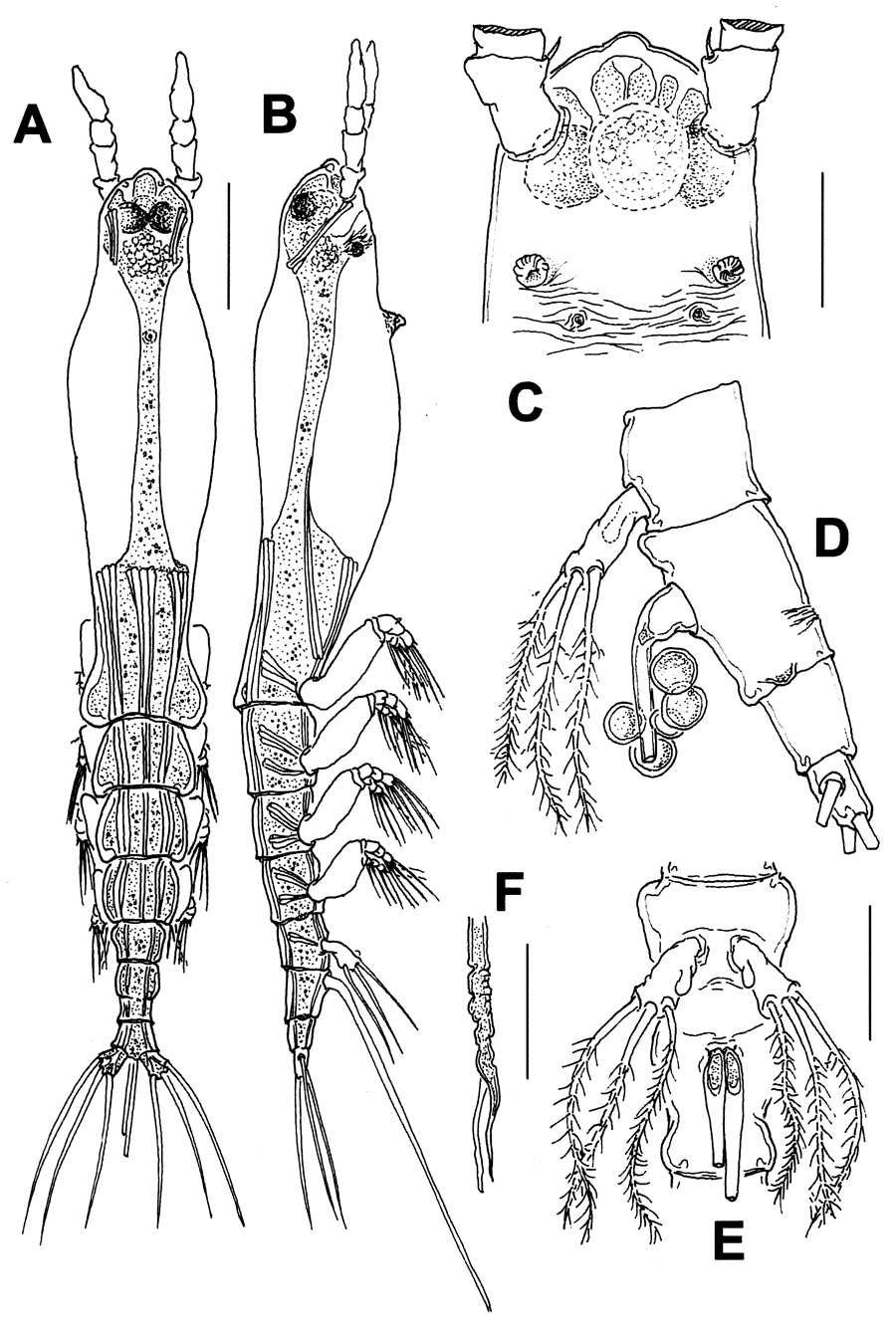 Species Cymbasoma alvaroi - Plate 1 of morphological figures
