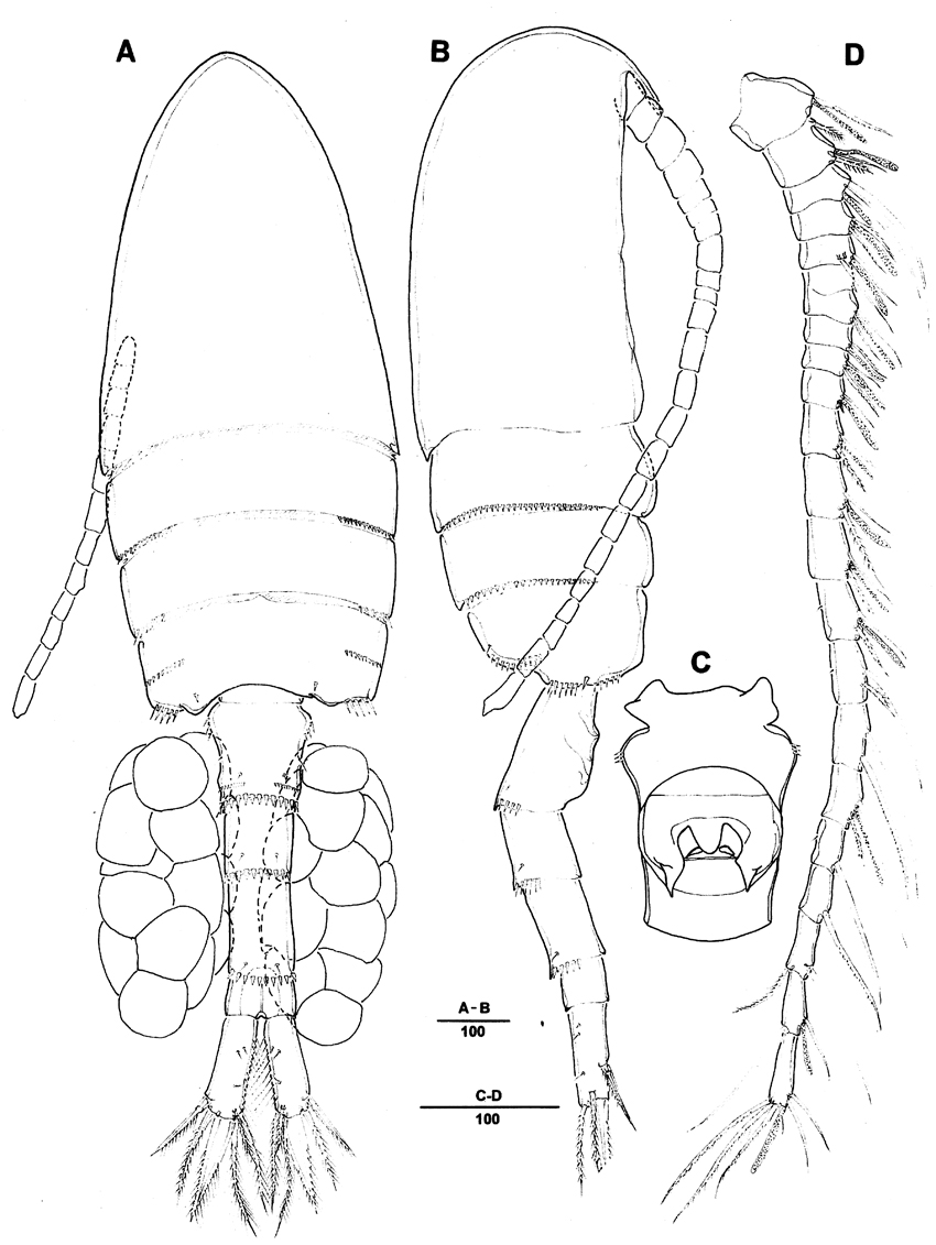 Species Pseudodiaptomus japonicus - Plate 10 of morphological figures