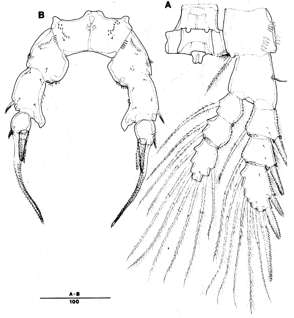 Species Pseudodiaptomus japonicus - Plate 13 of morphological figures