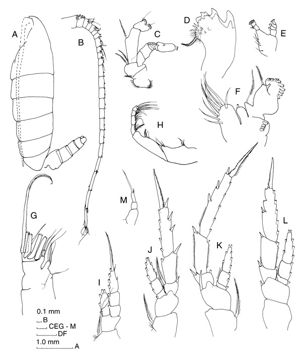 Espèce Temorites elongata - Planche 1 de figures morphologiques