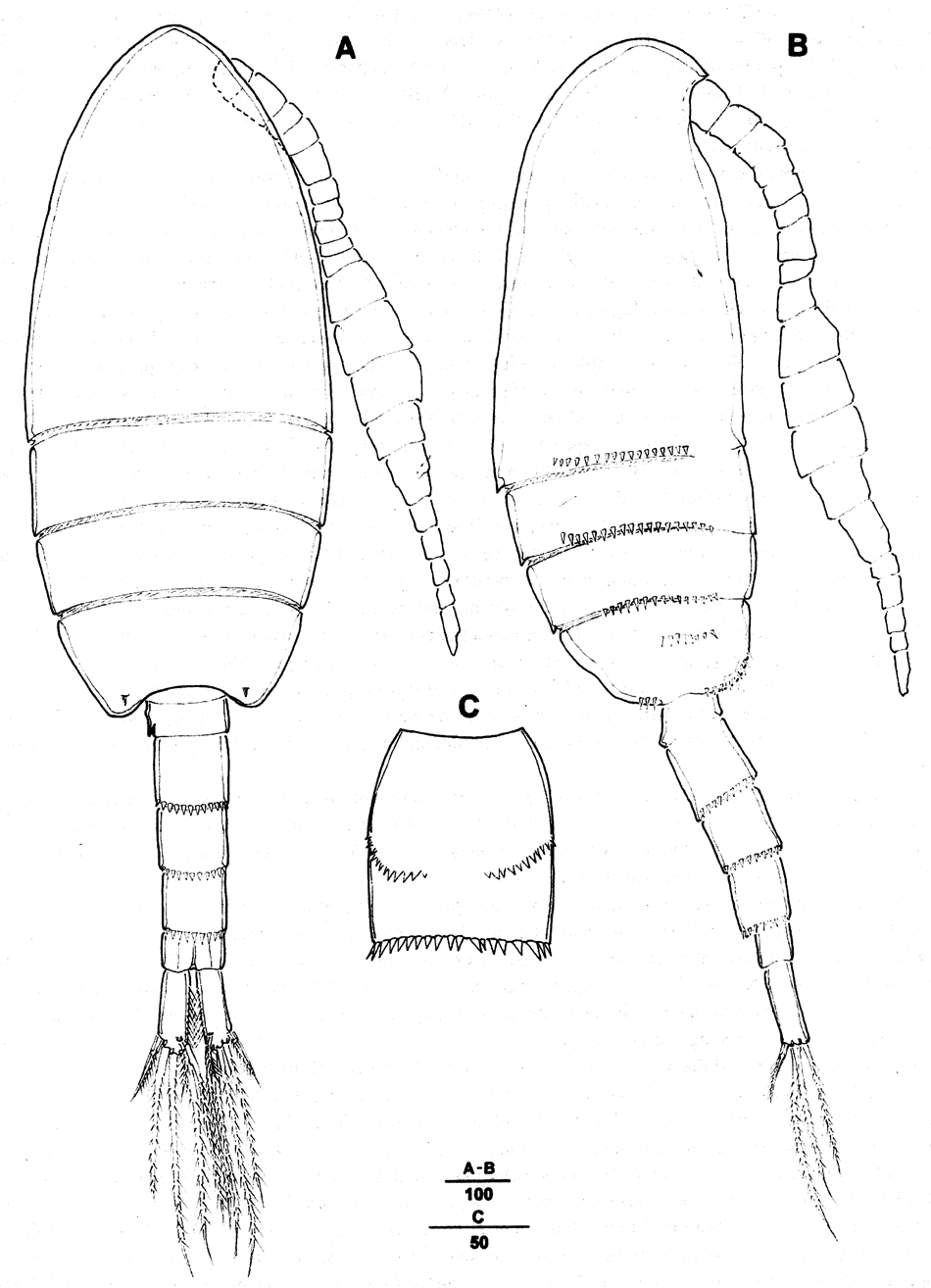 Species Pseudodiaptomus japonicus - Plate 16 of morphological figures