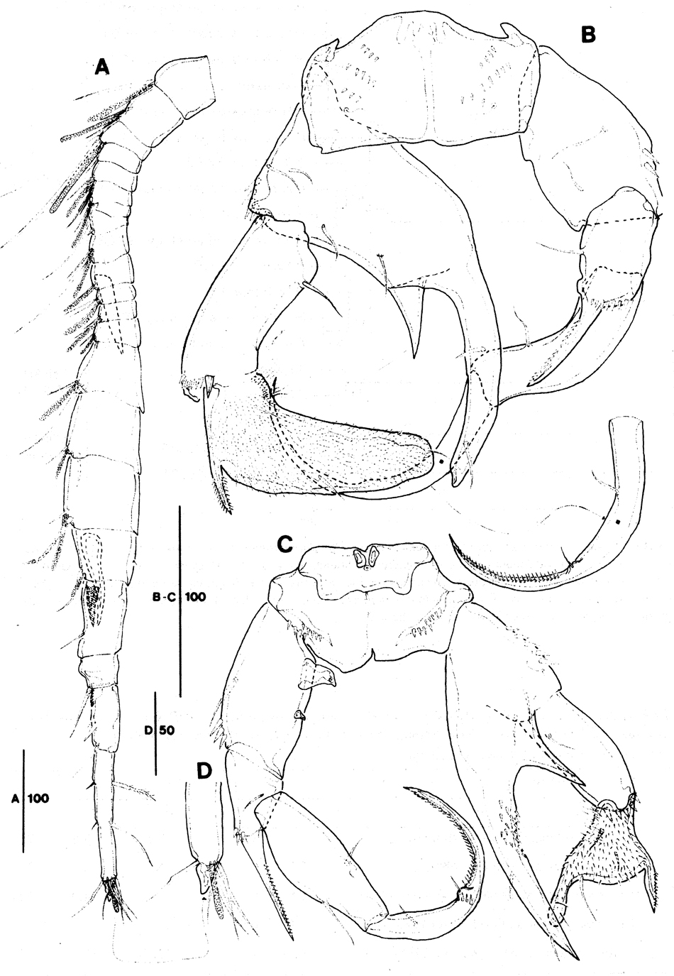 Species Pseudodiaptomus japonicus - Plate 17 of morphological figures