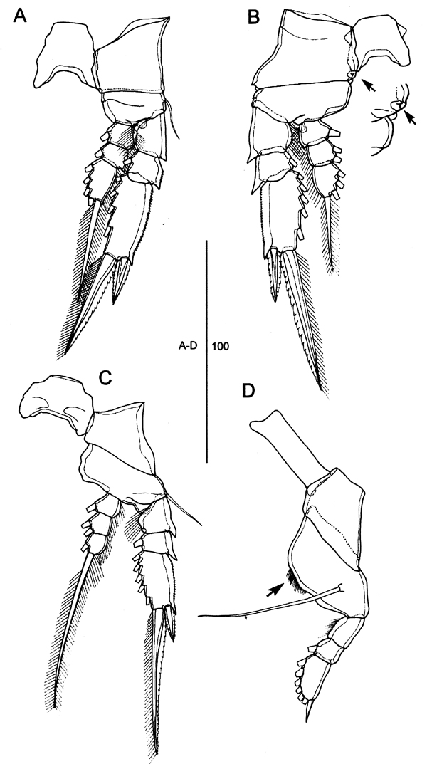 Species Farranula concinna - Plate 8 of morphological figures