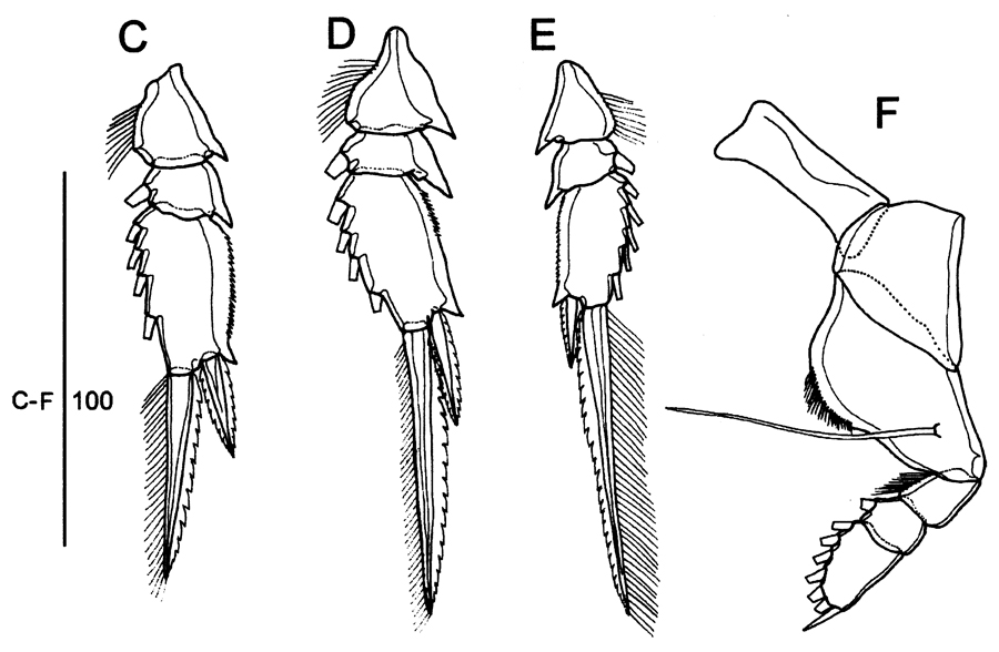 Species Farranula concinna - Plate 12 of morphological figures