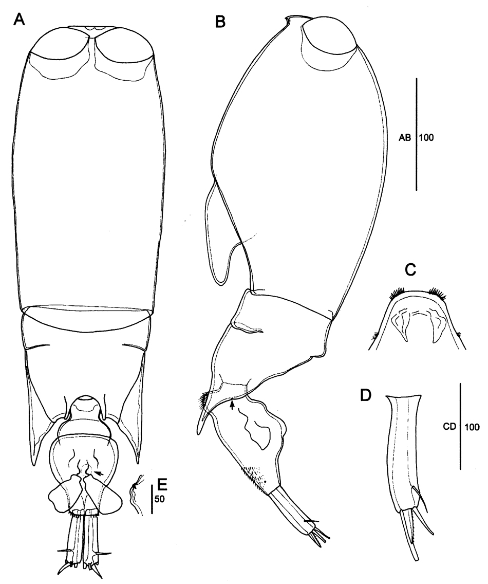 Espèce Farranula gibbula - Planche 16 de figures morphologiques