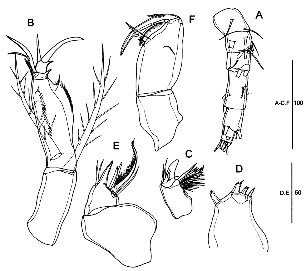Espce Farranula gibbula - Planche 17 de figures morphologiques