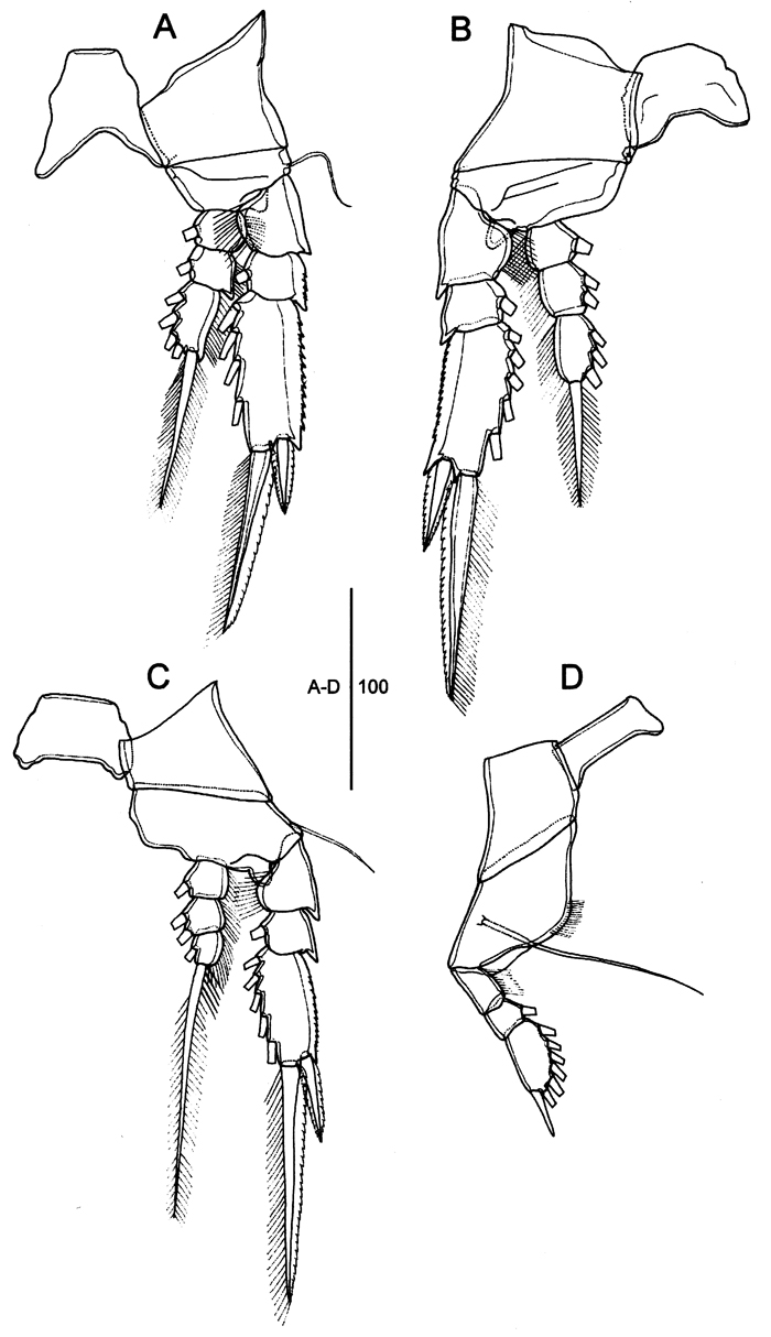 Espèce Farranula gibbula - Planche 18 de figures morphologiques