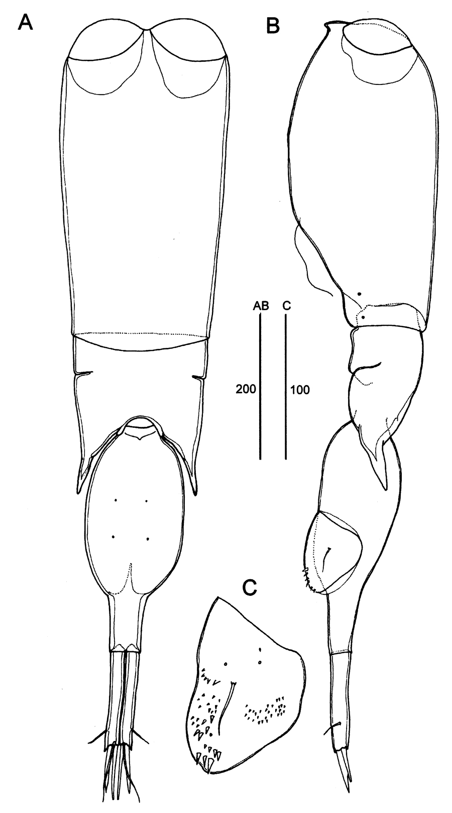 Espèce Farranula gibbula - Planche 19 de figures morphologiques
