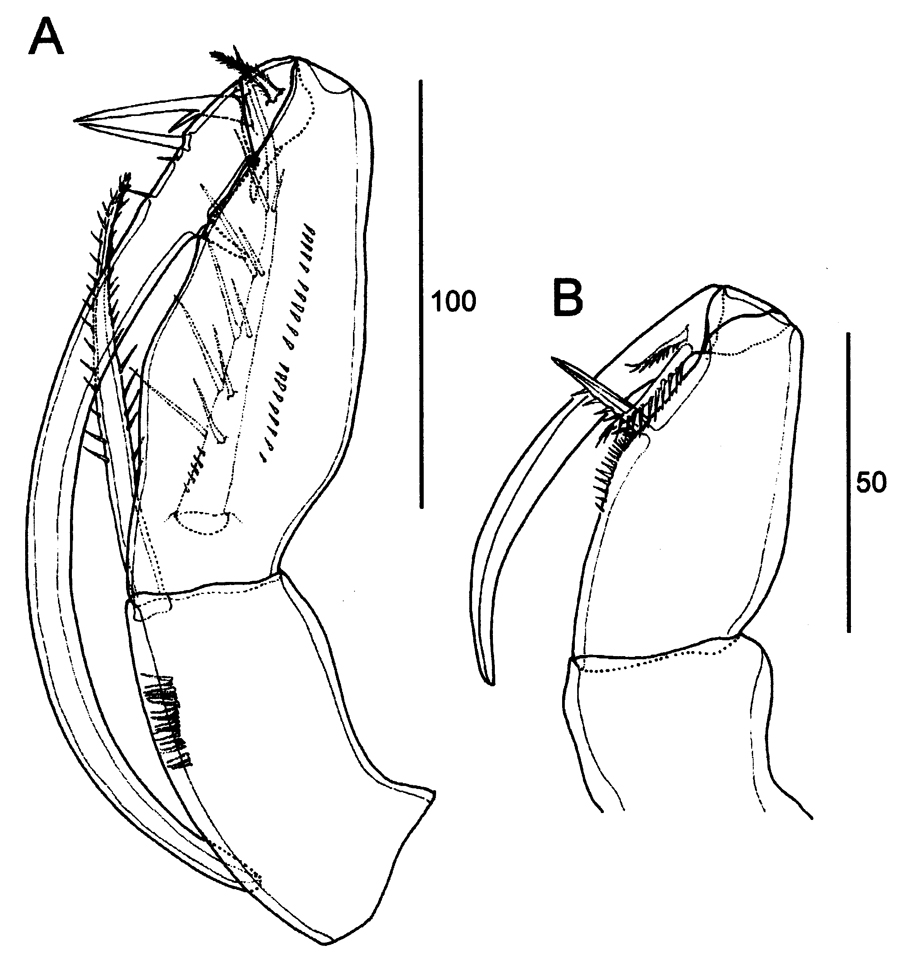 Espèce Farranula gibbula - Planche 20 de figures morphologiques