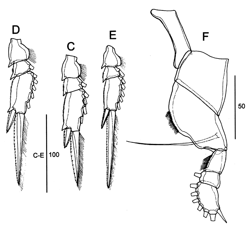 Species Farranula gibbula - Plate 21 of morphological figures