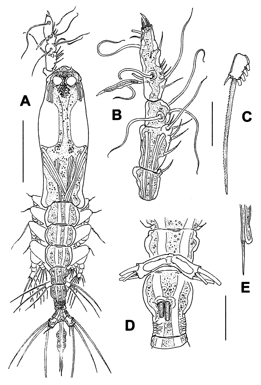 Espèce Monstrillopsis igniterra - Planche 1 de figures morphologiques