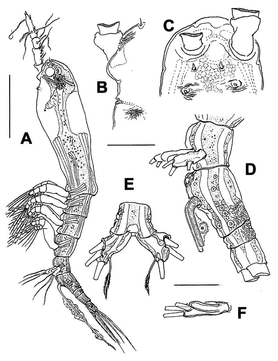 Espèce Monstrillopsis igniterra - Planche 2 de figures morphologiques