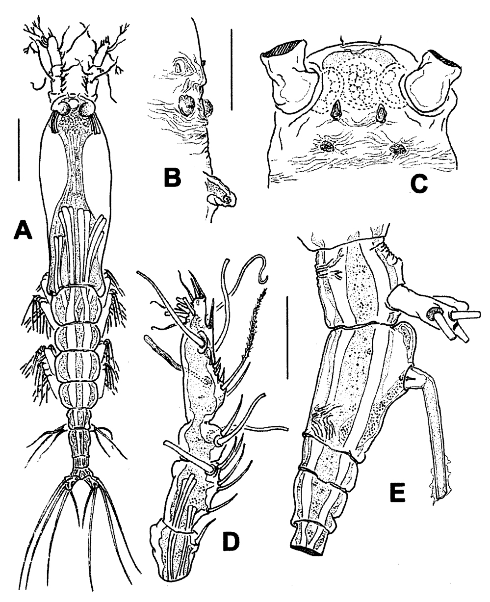 Espce Monstrillopsis chilensis - Planche 1 de figures morphologiques