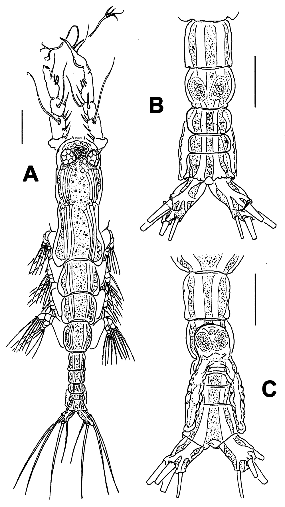 Species Monstrillopsis chilensis - Plate 3 of morphological figures