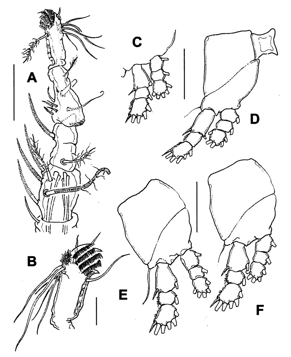Species Monstrilla patagonica - Plate 3 of morphological figures