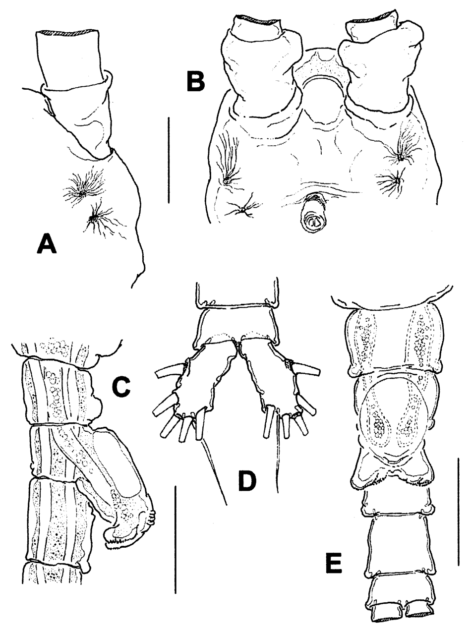 Espce Monstrilla patagonica - Planche 4 de figures morphologiques
