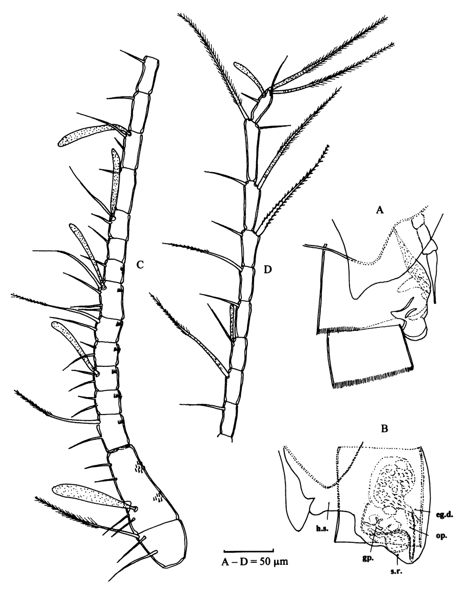Espce Stephos boettgerschnackae - Planche 2 de figures morphologiques