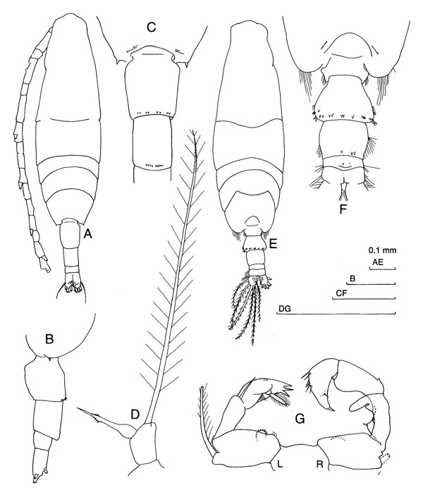 Espèce Acartia (Acartia) negligens - Planche 3 de figures morphologiques