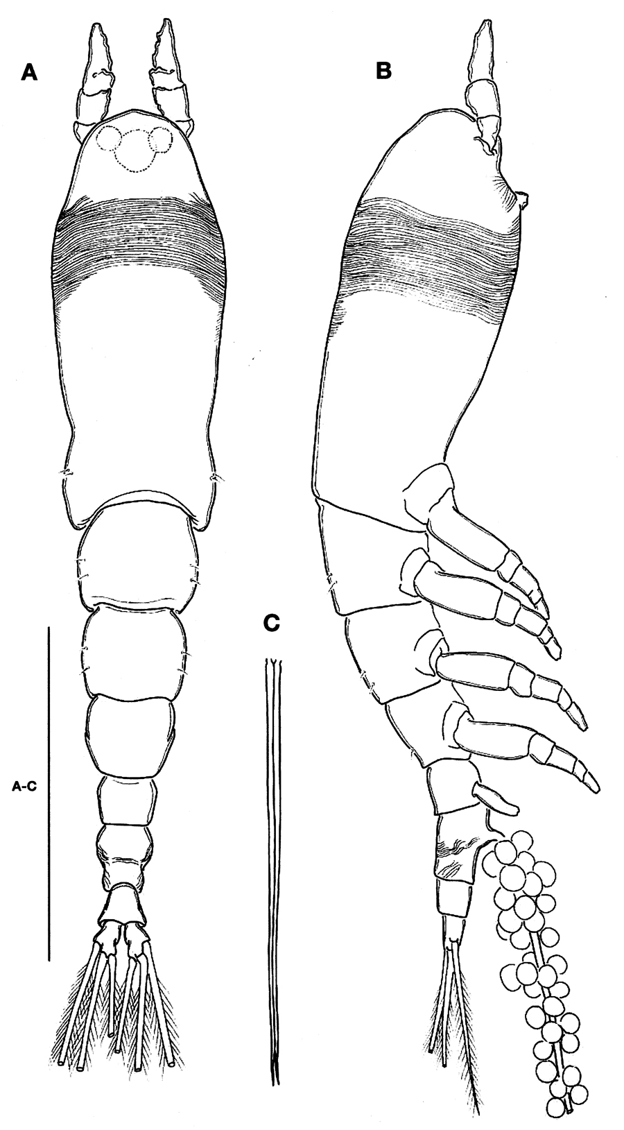 Species Cymbasoma striifrons - Plate 1 of morphological figures