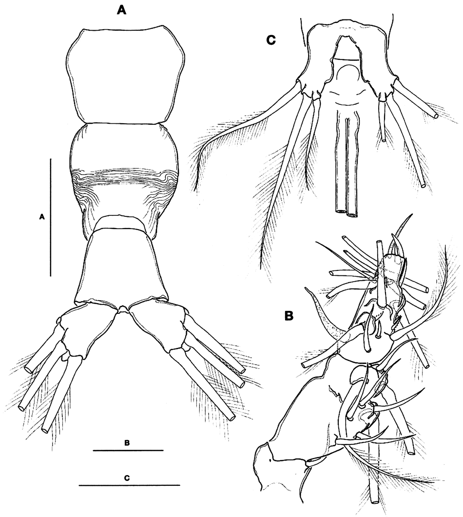 Espèce Cymbasoma striifrons - Planche 2 de figures morphologiques