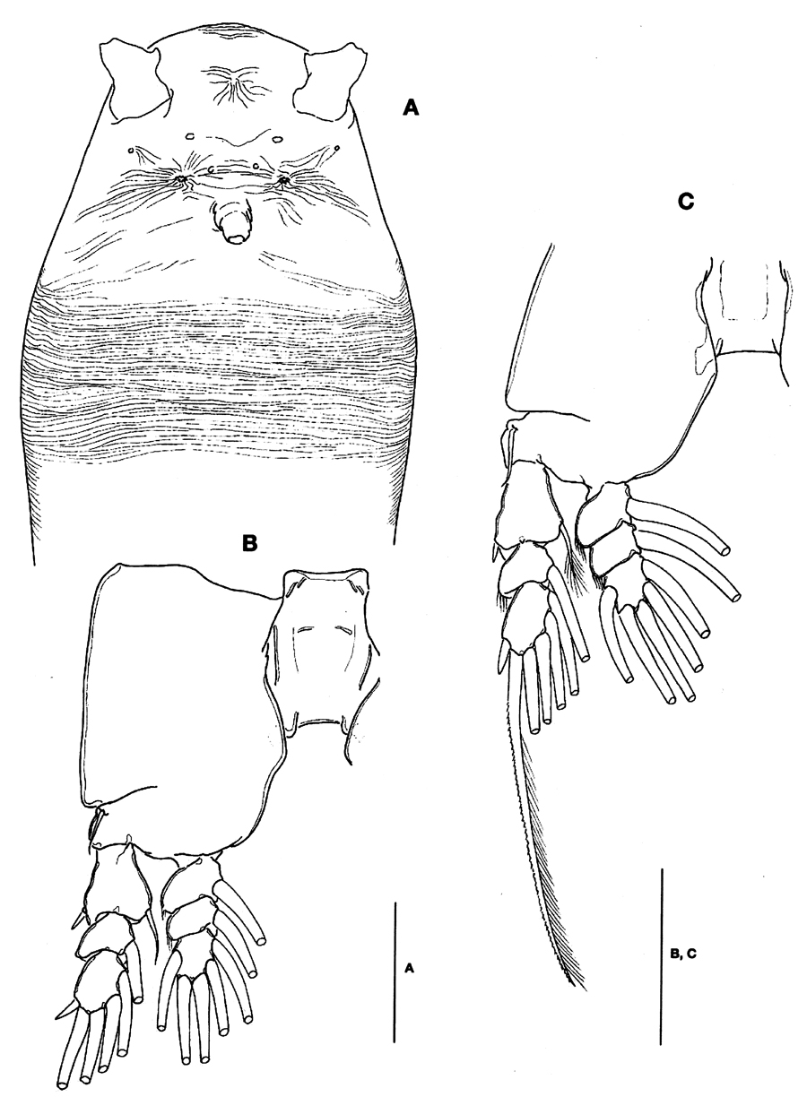 Species Cymbasoma striifrons - Plate 3 of morphological figures