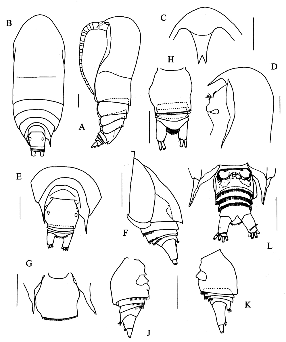 Espèce Yrocalanus antarcticus - Planche 1 de figures morphologiques