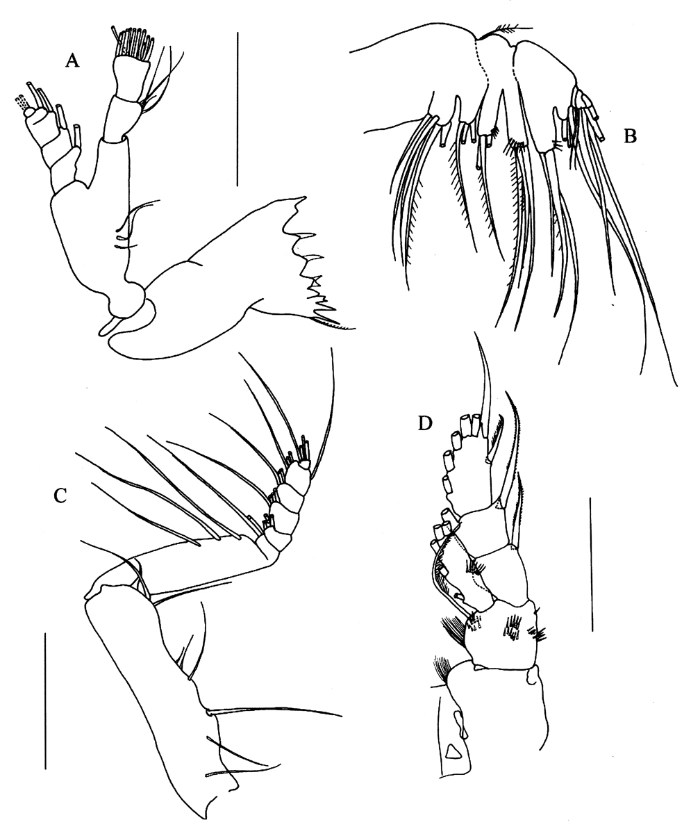 Espèce Yrocalanus antarcticus - Planche 3 de figures morphologiques