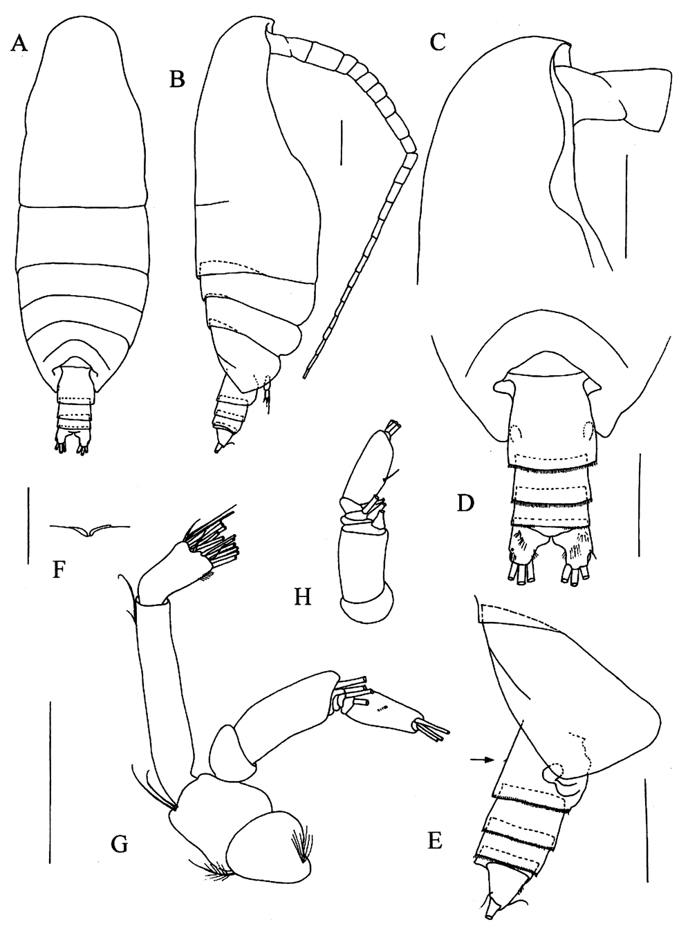 Species Xancithrix ohmani - Plate 1 of morphological figures