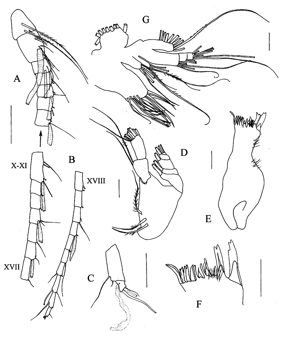 Species Xancithrix ohmani - Plate 2 of morphological figures