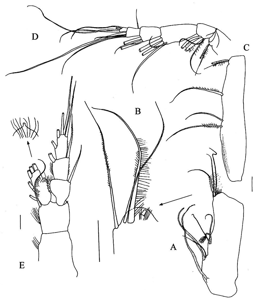 Species Xancithrix ohmani - Plate 3 of morphological figures