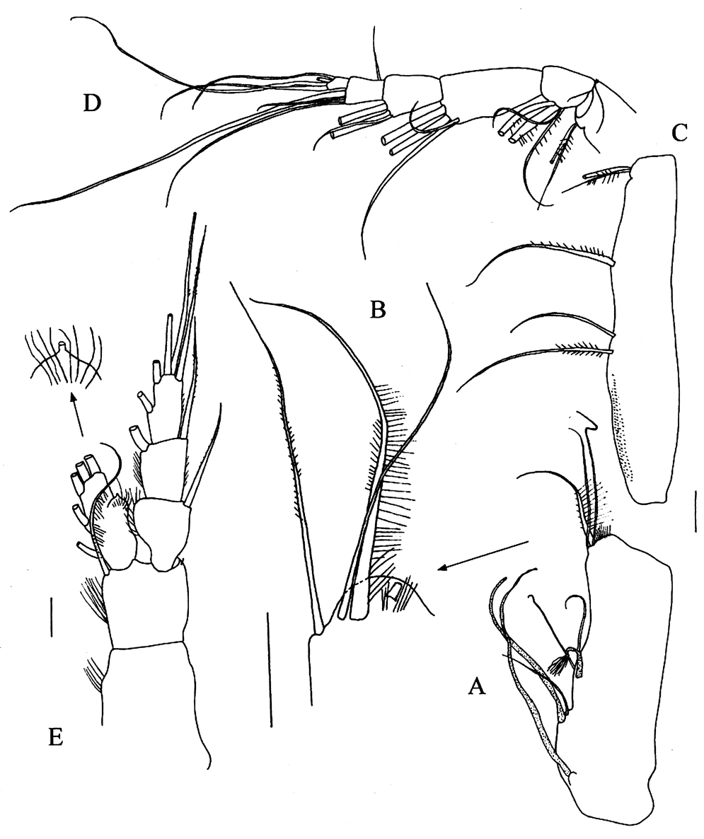 Species Xancithrix ohmani - Plate 4 of morphological figures