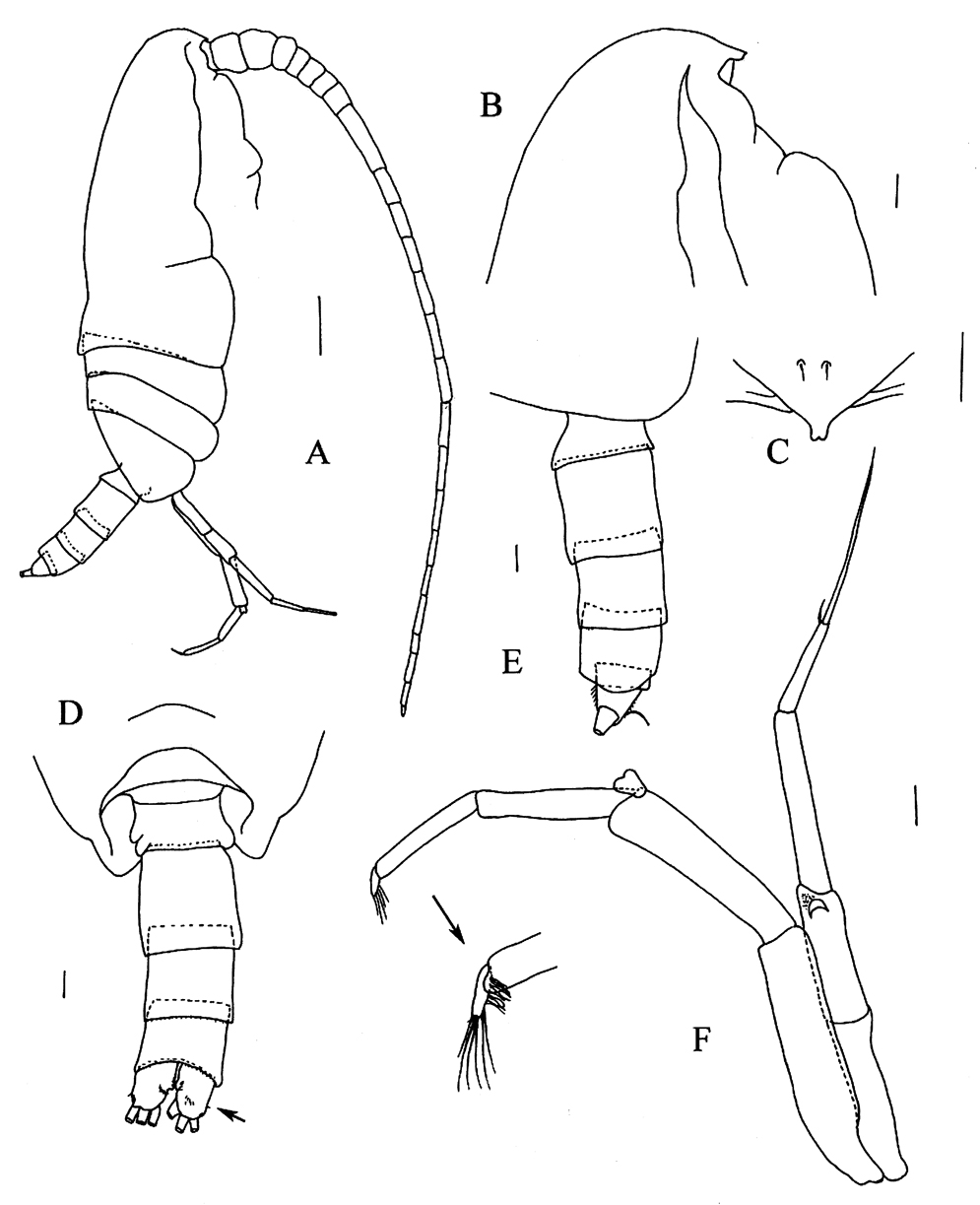 Species Xancithrix ohmani - Plate 6 of morphological figures