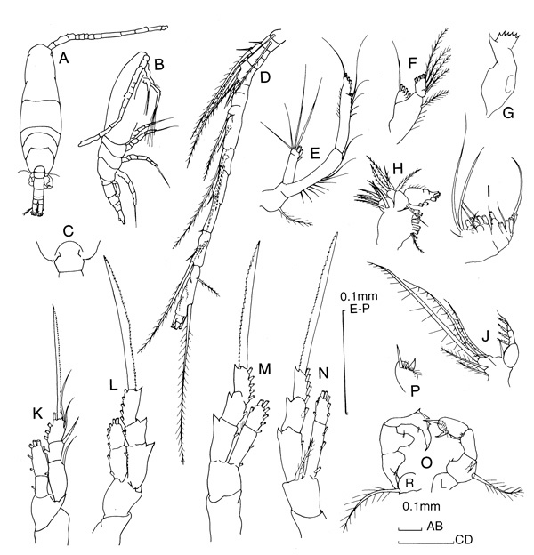 Espèce Acartia (Acartiura) ensifera - Planche 4 de figures morphologiques