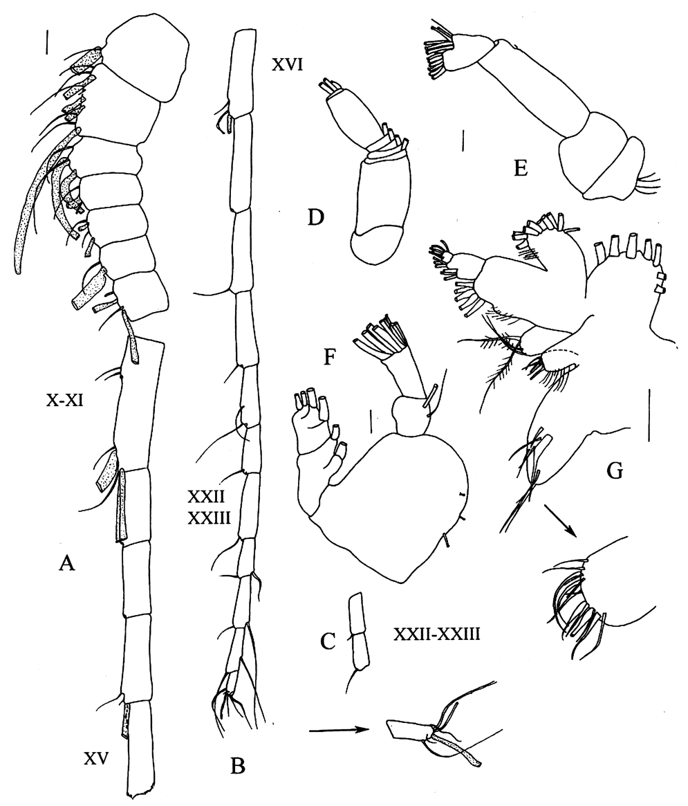 Species Xancithrix ohmani - Plate 7 of morphological figures