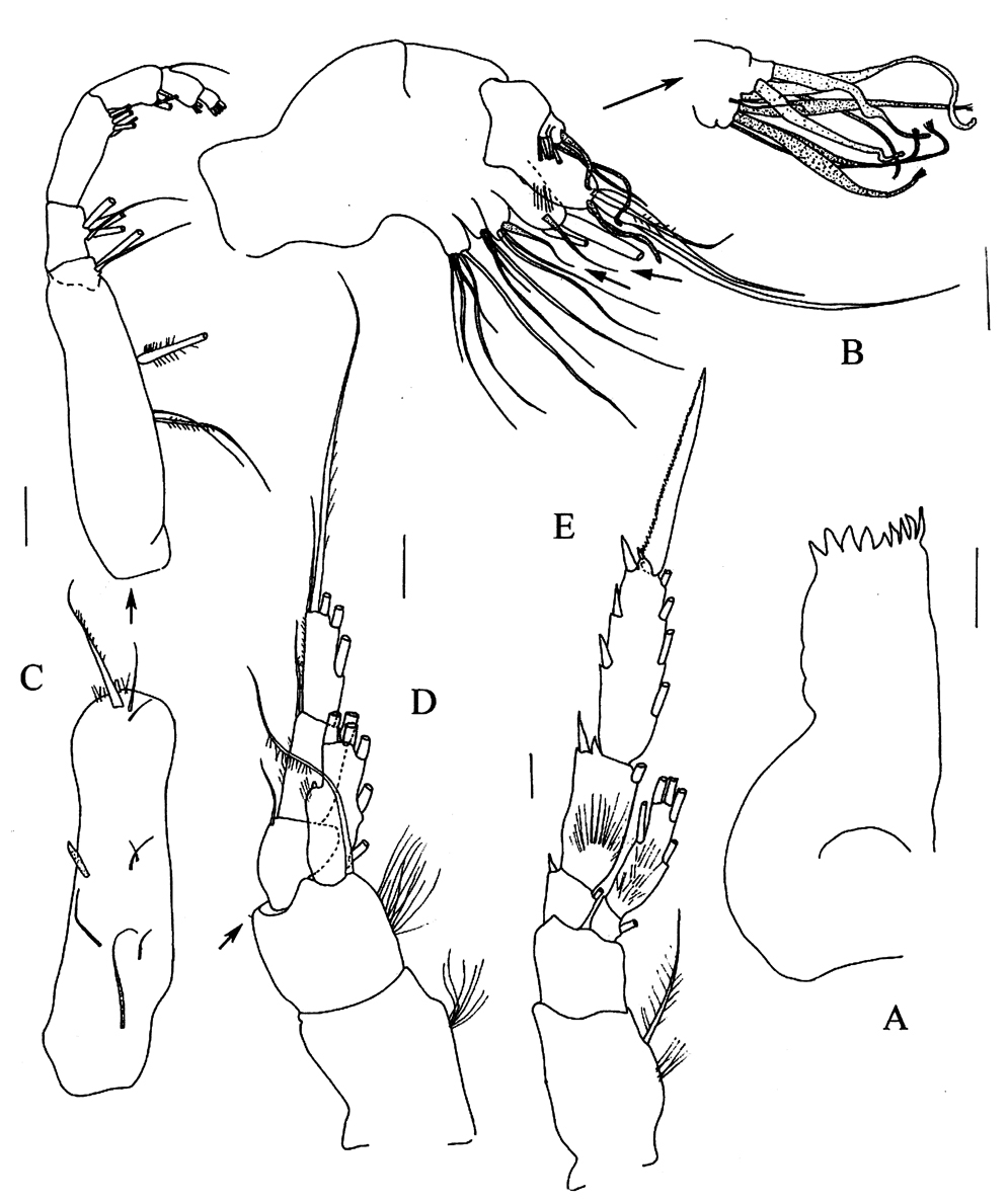 Species Xancithrix ohmani - Plate 8 of morphological figures