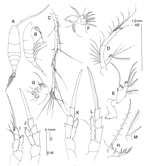 Espèce Acartia (Acartiura) ensifera - Planche 3 de figures morphologiques