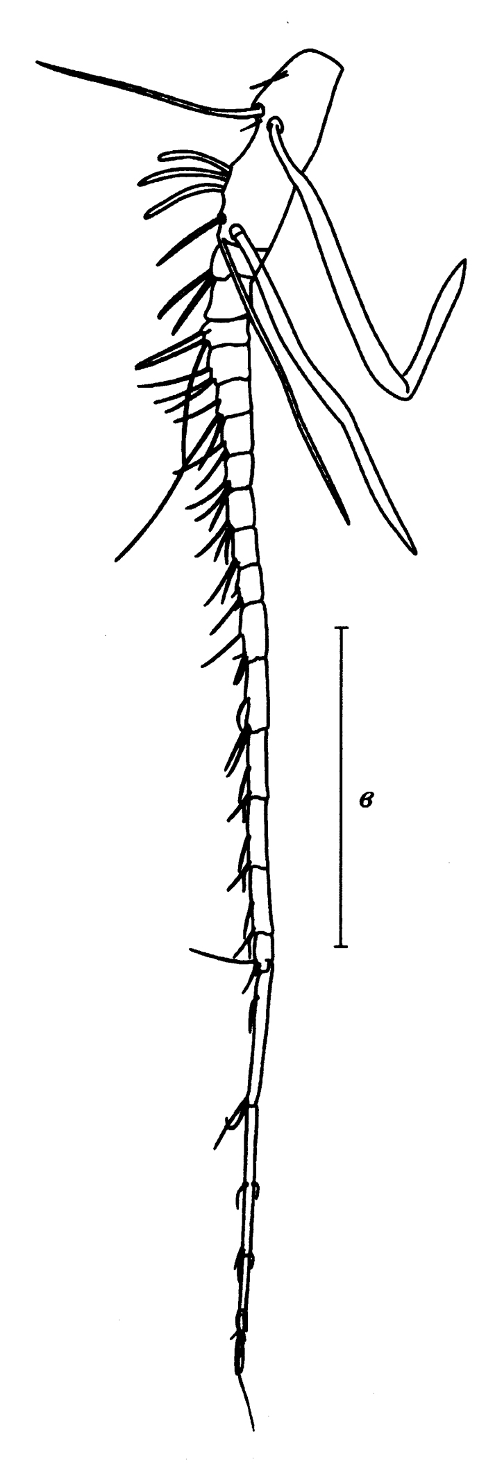Species Heterorhabdus tanneri - Plate 17 of morphological figures
