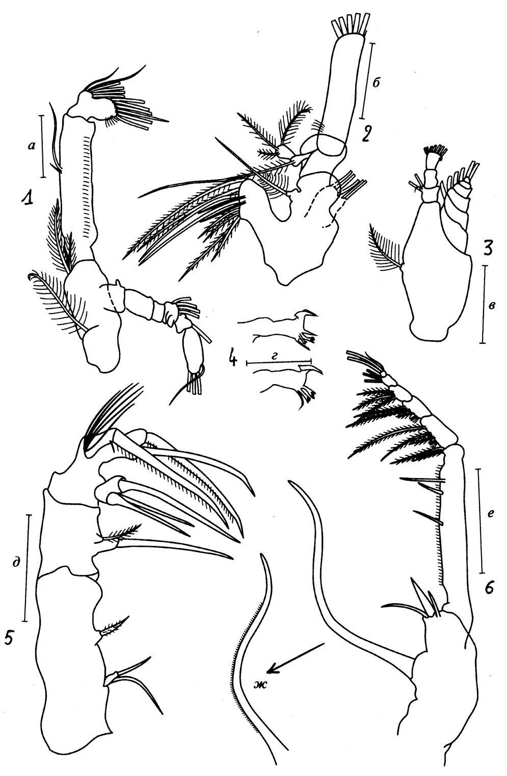 Species Heterorhabdus tanneri - Plate 11 of morphological figures