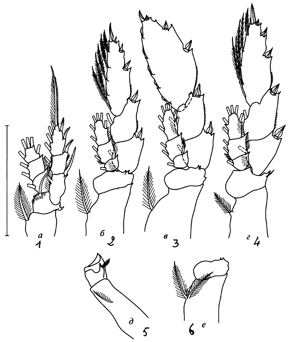 Species Heterorhabdus tanneri - Plate 13 of morphological figures